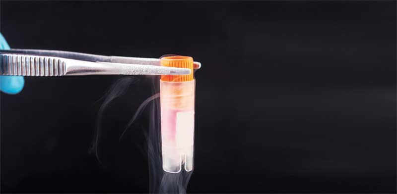 איברים שגדלים במעבדה / צילום:  Shutterstock 