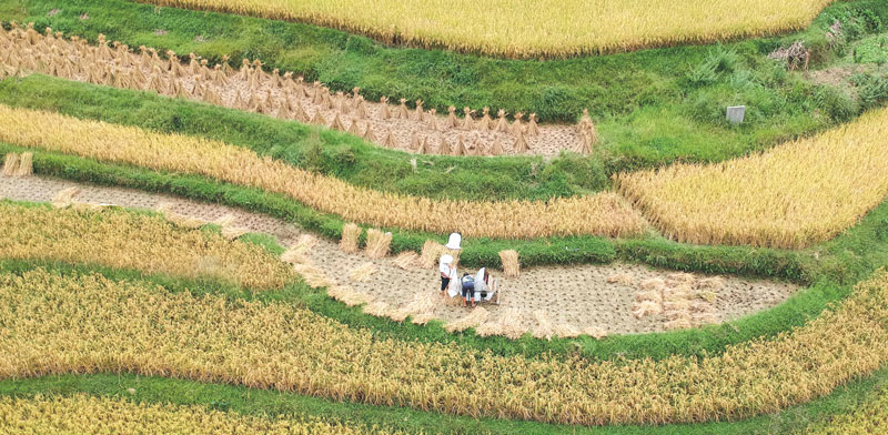 שדה אורז בסין/ צילום :רויטרס China Stringer