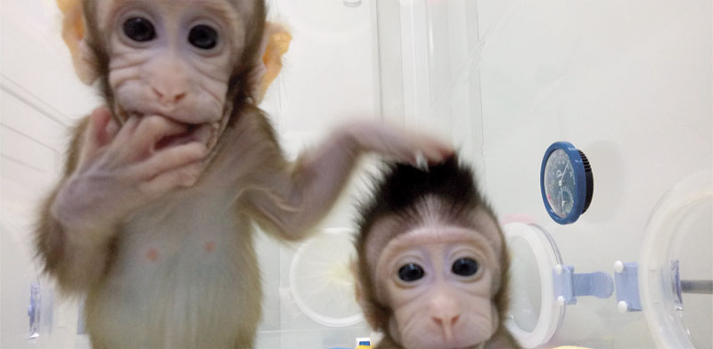 הקופים ששובטו / צילום: רויטרס