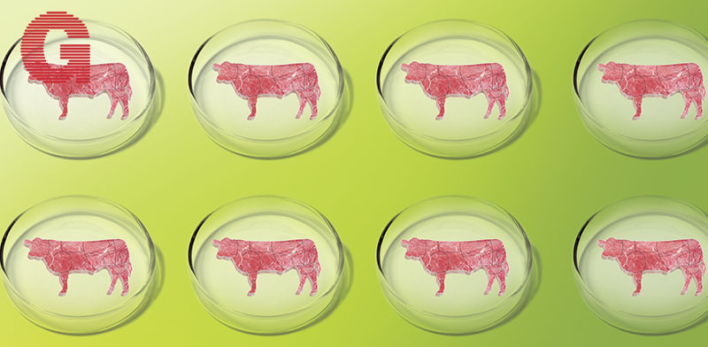 תחליפי הבשר תוספים תאוצה / עיבוד מחשב, צילומים: Shutterstock | א.ס.א.פ קריאייטיב
