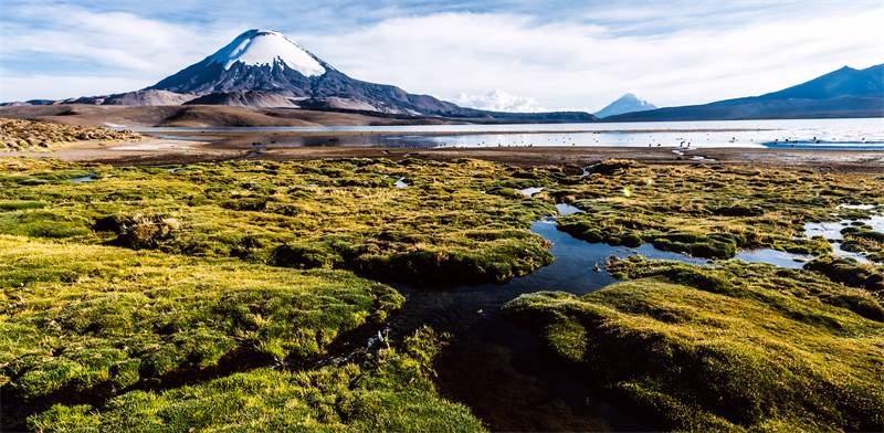 שמורת הטבע לאוקה בצ'ילה / צילום: Shutterstock