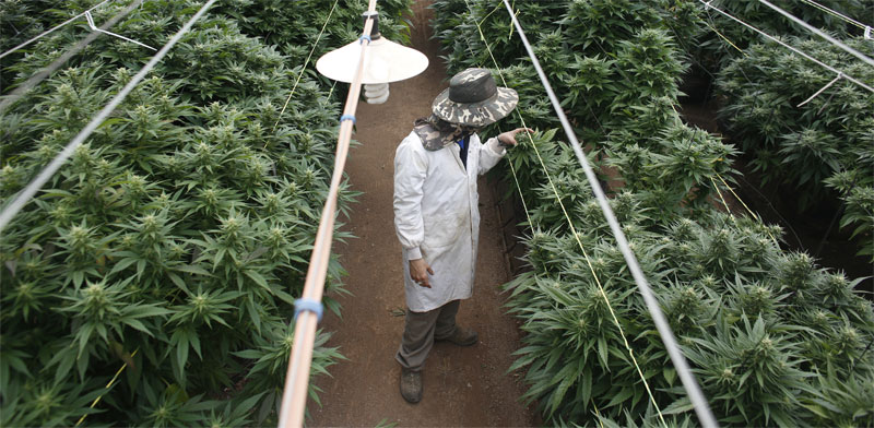 Cannabis  photo: Nir Elias, Reuters