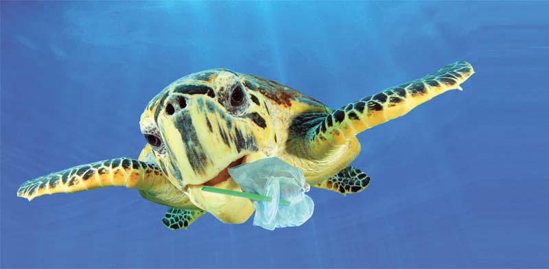 צב ים עם קשית תקועה בפיו/ צילום:  Shutterstock א.ס.א.פ קריאייטיב 