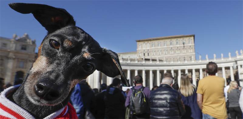 כלב ברחבת הוותיקן / צילום: Andrew Medichini, AP