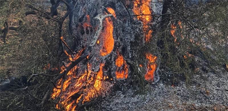 עץ זית בן מאות שנים נשרף היום במורדות המירון ליד עין אל אסאד / צילום: גיא איילון, רשות הטבע והגנים