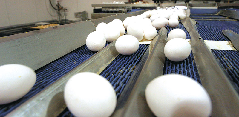 מפעל למיון ביצים / צילום: לימור אדרי