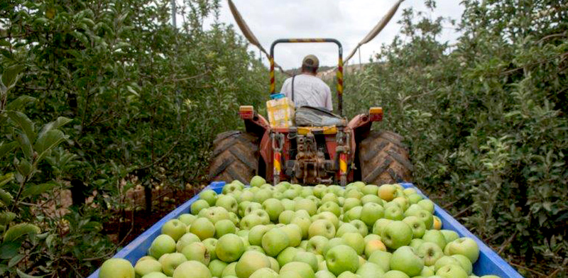 מטע תפוחים בישראל / צילום: אייל מרגולין