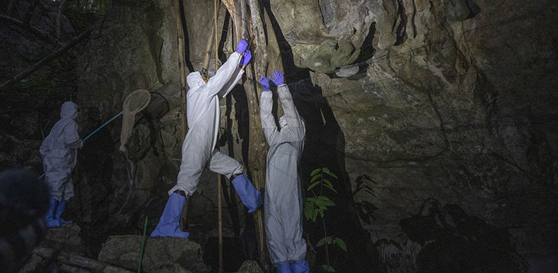 חוקרי מגפות לוכדים עטלפים במערה בתאילנד במאמץ להתחקות אחר מקורות נגיף הקורונה, אוגוסט / צילום: Sakchai Lalit, Associated Press