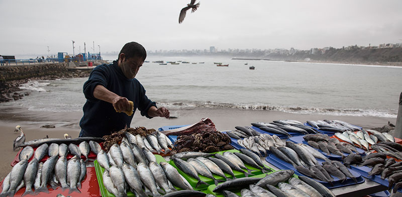 מוכר דגים בפרו. לפי הערכות האו”ם, 11 מתוך 15 אזורי המדגה העיקריים בעולם נמצאים במגמת הידלדלות / צילום: Rodrigo Abd, Associated Press