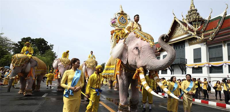 תהלוכת פילים מחוץ לארמון המלוכה בתאילנד / צילום: AP
