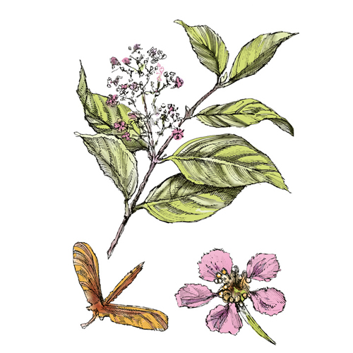 צמח האיאווסקה (Ayahuasca)
